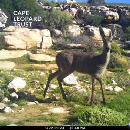 Grey rhebuck